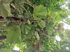 Pterospermum acerifolium