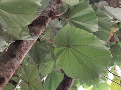 Pterospermum acerifolium