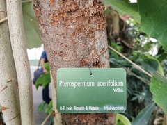Pterospermum acerifolium