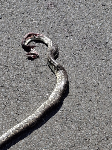Coastal Carpet Python sighting