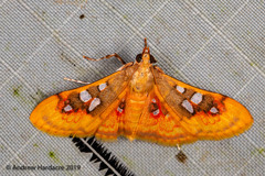 Sameodes pictalis