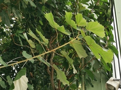 Pterospermum acerifolium