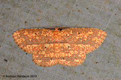 Borbacha altipardaria