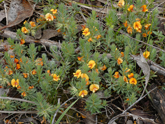 Pultenaea humilis