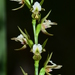 Fragrant Leek Orchid - Photo (c) Michael Keogh, some rights reserved (CC BY-NC-SA), uploaded by Michael Keogh