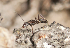 Myrmophyma
