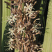 Sansevieria pearsonii - Photo (c) Felix Riegel, μερικά δικαιώματα διατηρούνται (CC BY-NC), uploaded by Felix Riegel