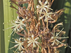 Dracaena pearsonii image