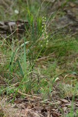 Prasophyllum odoratum