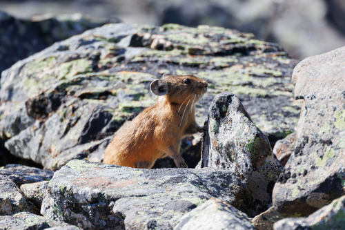 Alpine Pika