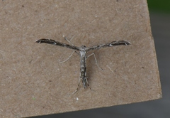 Hellinsia inquinatus