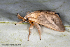 Scopelodes pallivittata