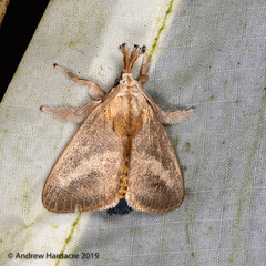 Scopelodes pallivittata