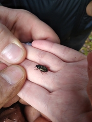 Platycerus