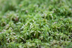 Sphagnum magellanicum