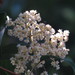 Schizomeria whitei - Photo (c) kerrycoleman, μερικά δικαιώματα διατηρούνται (CC BY-NC), uploaded by kerrycoleman