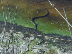 Notechis scutatus occidentalis