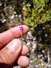 Siphocodon spartioides