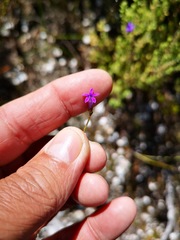 Siphocodon spartioides