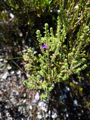 Siphocodon spartioides