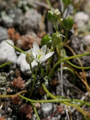 Ornithogalum schlechterianum