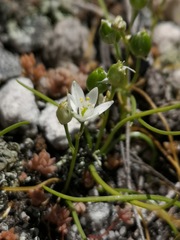 Ornithogalum schlechterianum