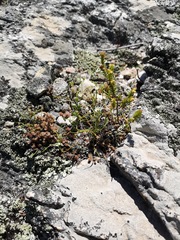 Ornithogalum schlechterianum