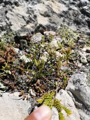 Ornithogalum schlechterianum