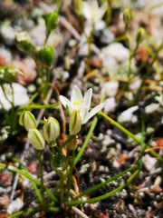 Ornithogalum schlechterianum