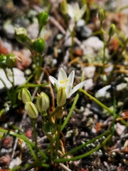 Ornithogalum schlechterianum