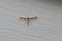 Geina periscelidactylus