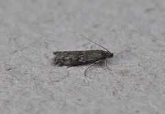 Eurythmia angulella