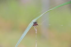 Gasteracantha curvispina