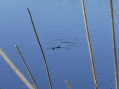 Notechis scutatus occidentalis