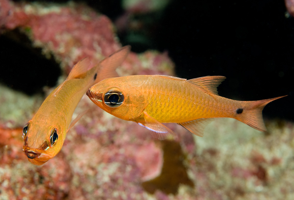 Brassy Cardinalfish