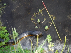 Notechis scutatus occidentalis