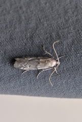 Vitula edmandsii