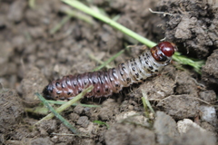 Apamea monoglypha