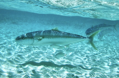 Photo of Yellowtail amberjack (Seriola lalandi)