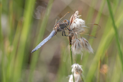 Orthetrum coerulescens