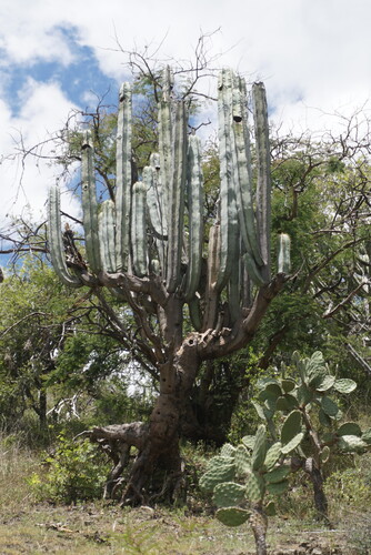 Pachycereus weberi (Pachycereus weberi)