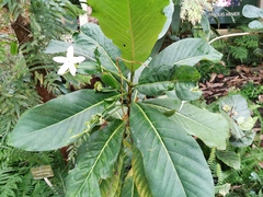 Atractocarpus heterophyllus