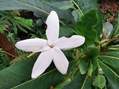 Atractocarpus heterophyllus