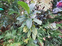 Atractocarpus heterophyllus