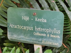 Atractocarpus heterophyllus