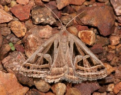 Callistege intercalaris