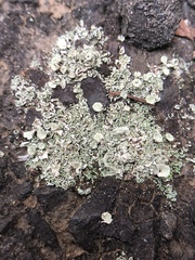 Cladonia kurokawae