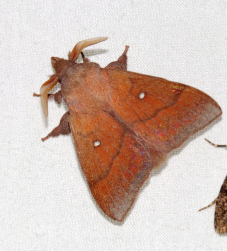Odonestis bheroba