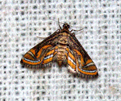 Agassiziella