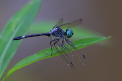 Micrathyria pseudeximia